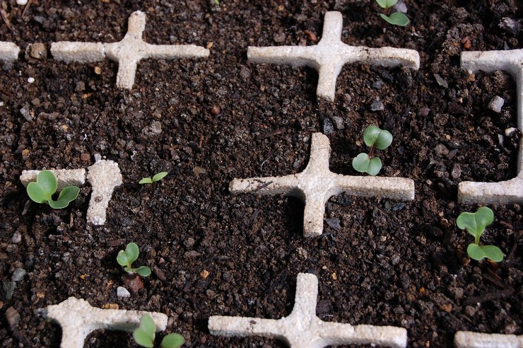 Cultiver du daikon à partir de graines