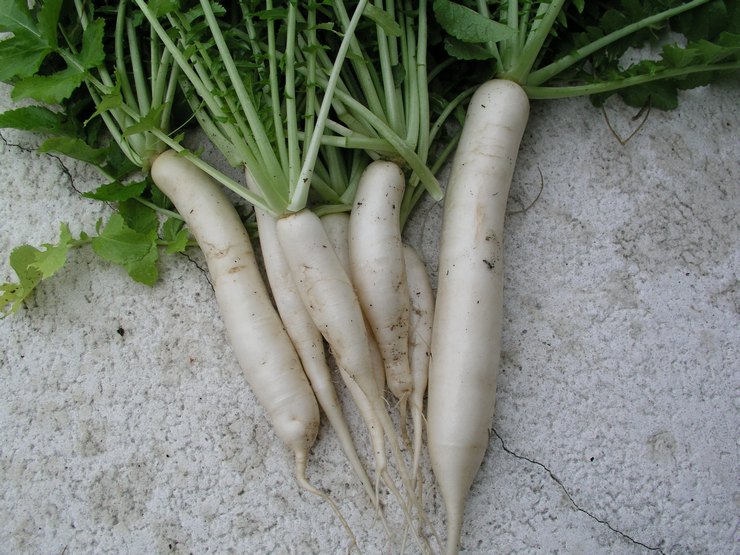 Variétés de Daikon