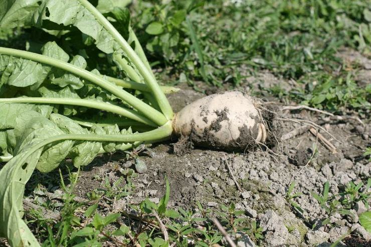 Nettoyage et stockage du daikon