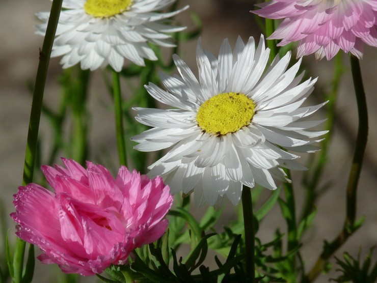 Types et variétés de geliprterum