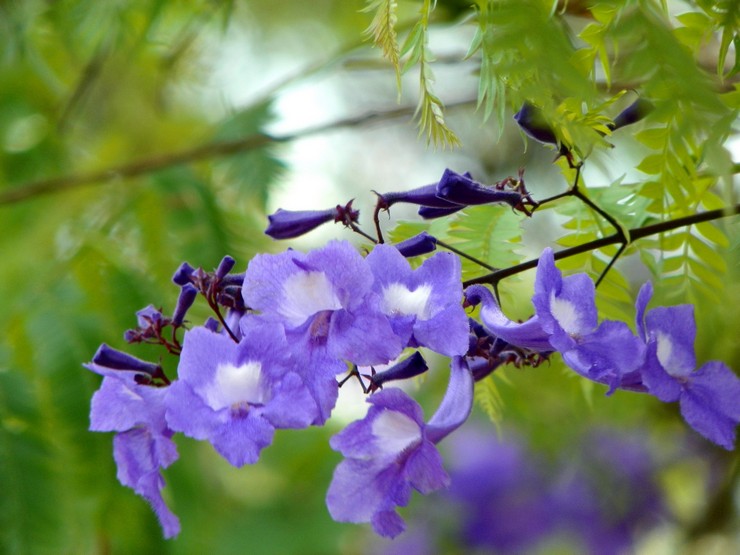 En été, Jacaranda a besoin d'une alimentation supplémentaire.