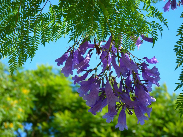 Jacaranda - soins à domicile. Culture, transplantation et reproduction de Jacaranda. Description, types. Une photo