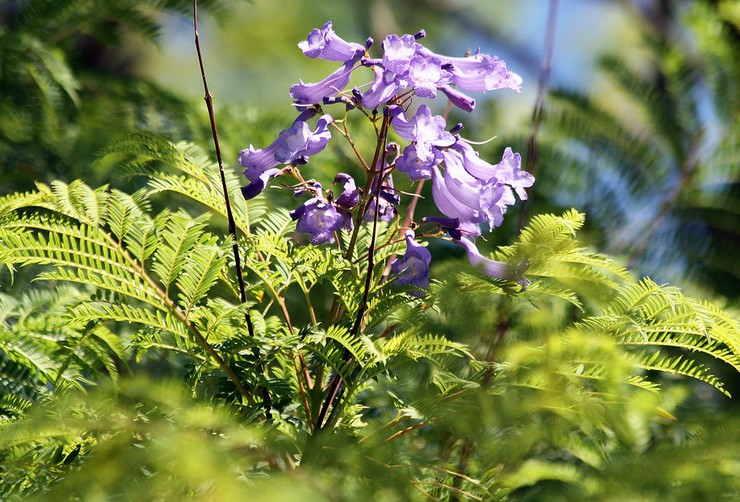 Soins à domicile Jacaranda