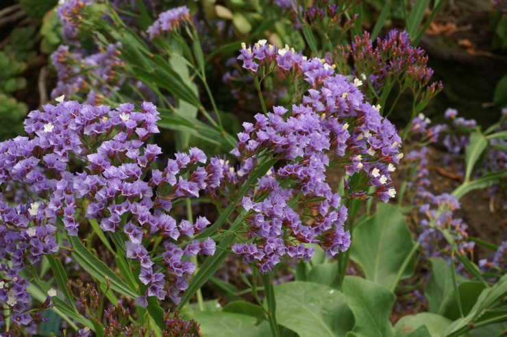 Prendre soin de la statice dans le jardin