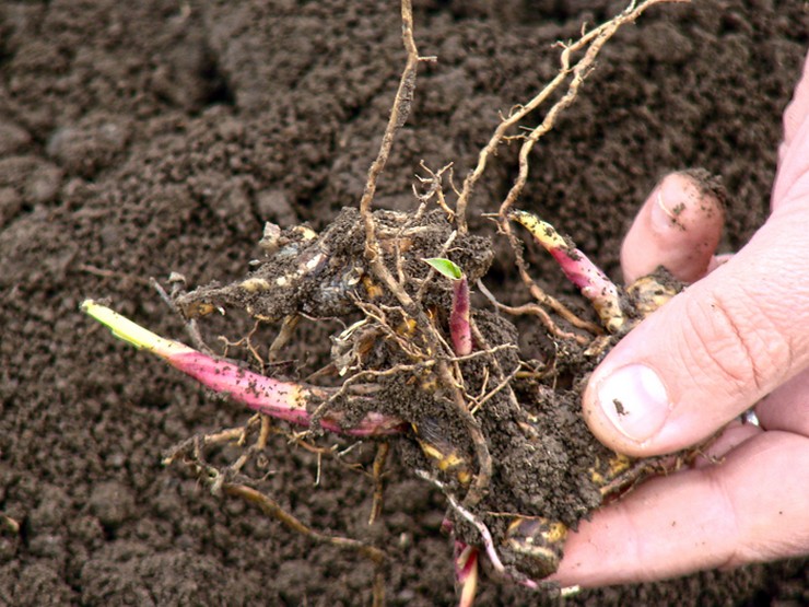 Planter du miscanthus à l'extérieur