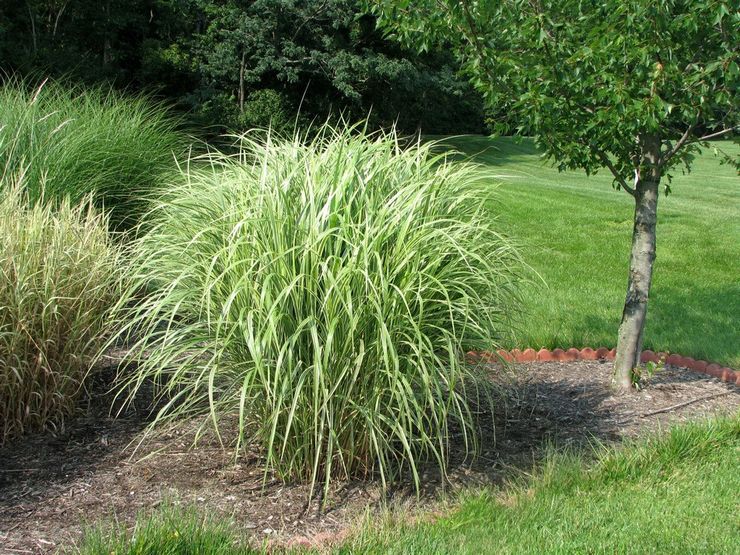 Soins Miscanthus