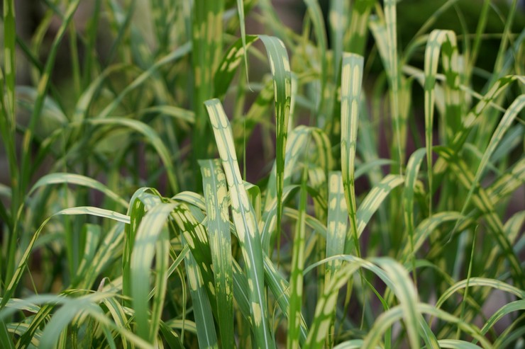 Types et variétés de miscanthus