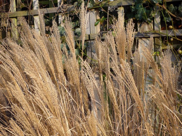 Préparer le miscanthus pour l'hiver