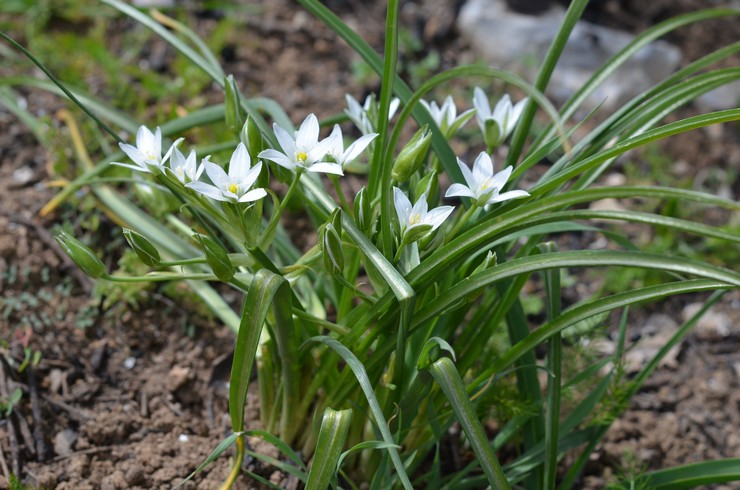 Soins de la volaille dans le jardin