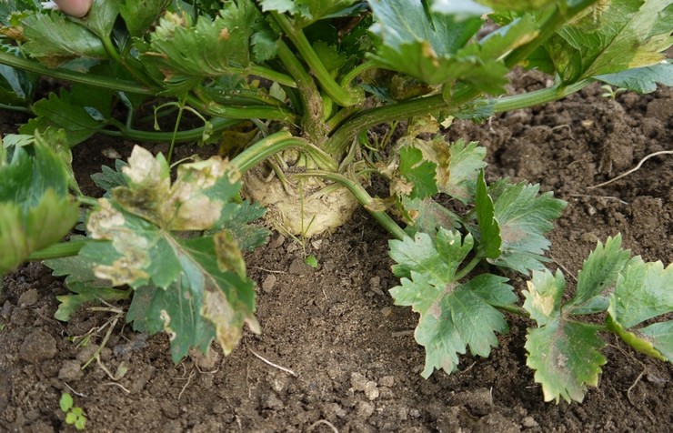 Planter des panais à l'extérieur