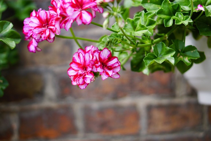 Ampel Pelargonium - soins à domicile. Culture de géraniums ampéleux, transplantation et reproduction. Description, types. Une photo