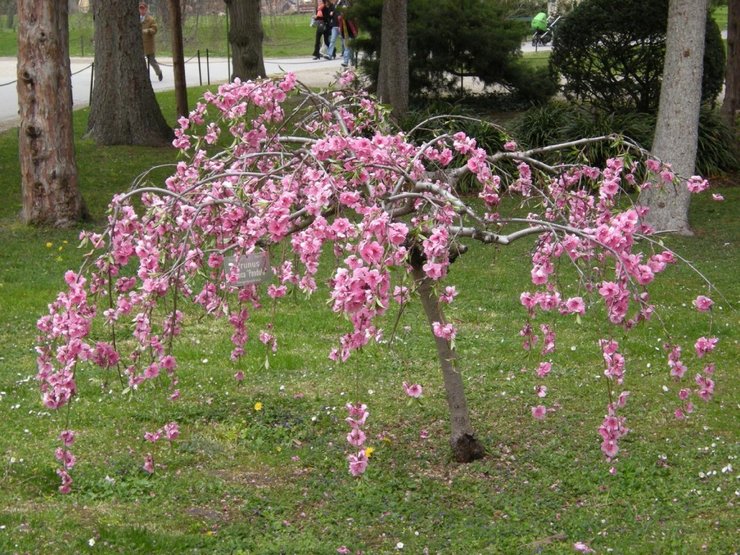 Les amandes basses plaisent aux producteurs de fleurs avec une floraison abondante et très belle