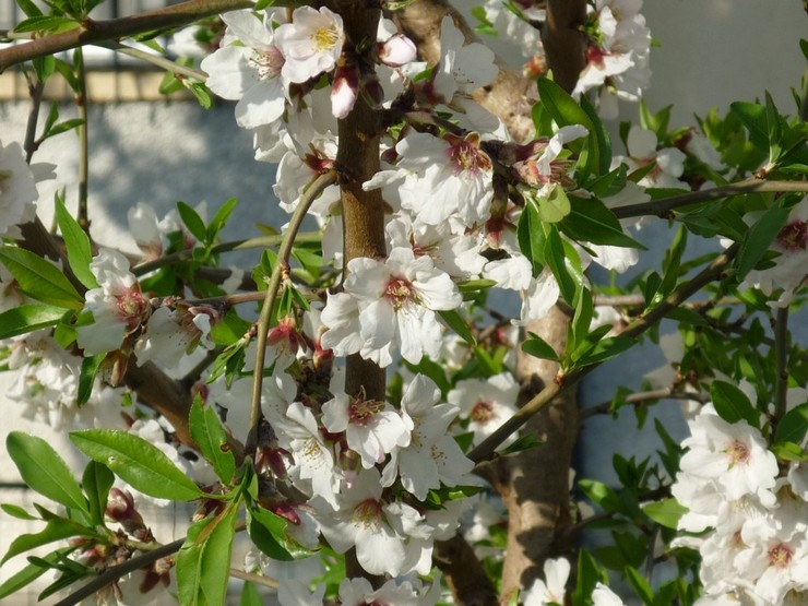 Planter des amandes à l'extérieur