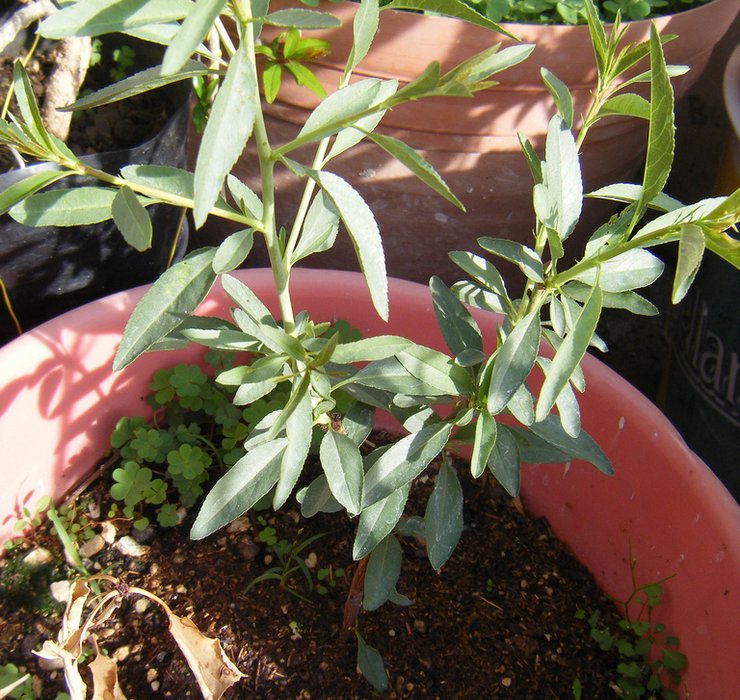 Reproduction d'amandes