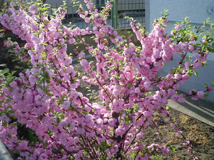 Prendre soin des amandes dans le jardin