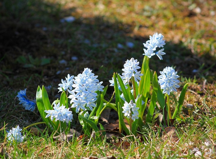 Soins Pouchkine dans le jardin