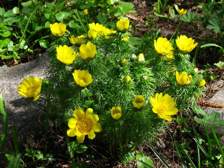 Prendre soin des adonis dans le jardin