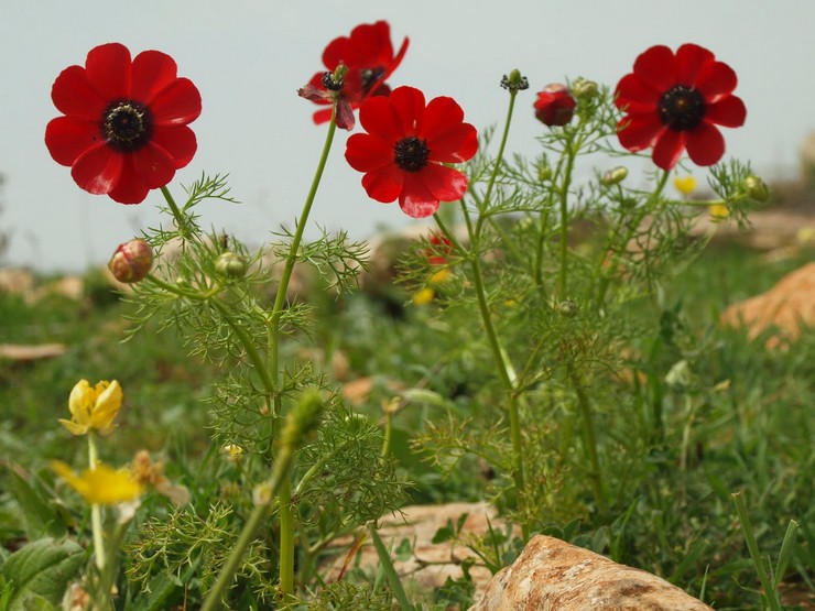 Types et variétés d'adonis