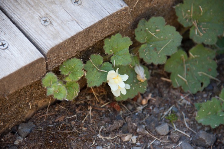 Planter de l'asarine en pleine terre