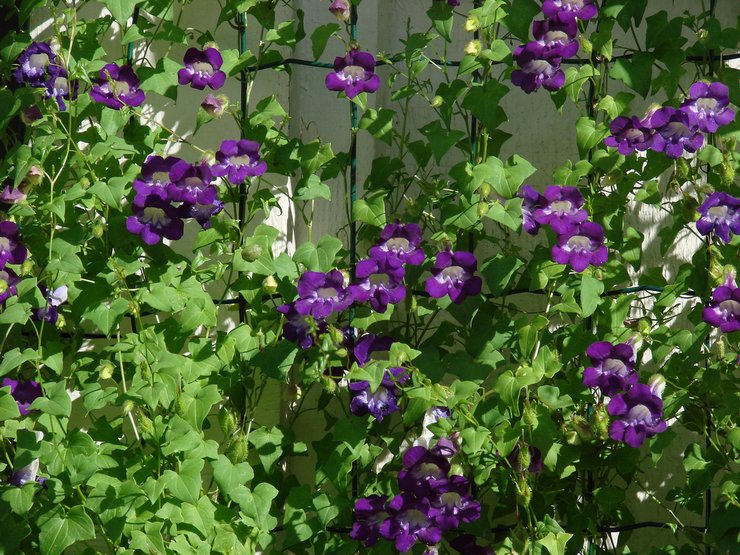 Prendre soin de l'asarin dans le jardin