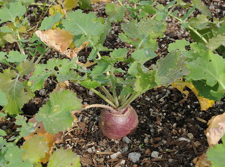 Rutabaga: plantation et entretien en plein champ, poussant à partir de graines