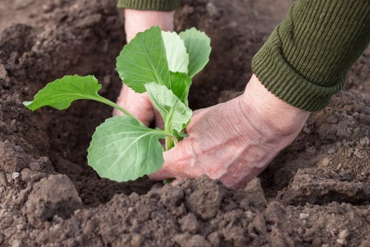 Planter du rutabaga en pleine terre