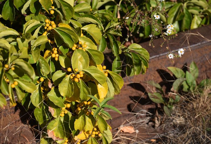 Pince à becs d'arbre: plantation et entretien en plein champ, poussant à partir de graines