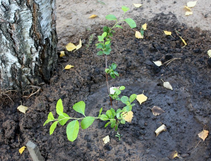 Cultiver des vers à bois à partir de graines