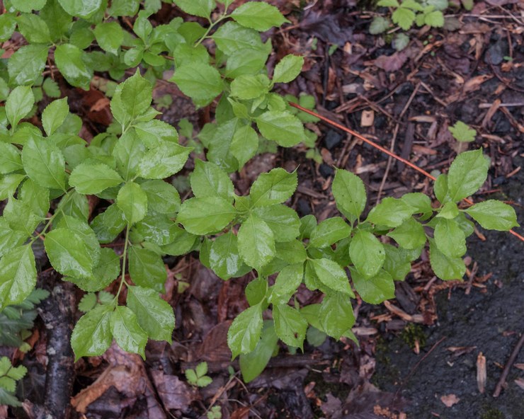 Prendre soin du ver des bois dans le jardin