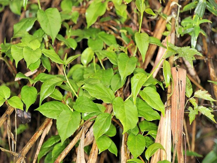 Types et variétés de vers à bois