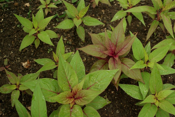 Planter la cellose en pleine terre