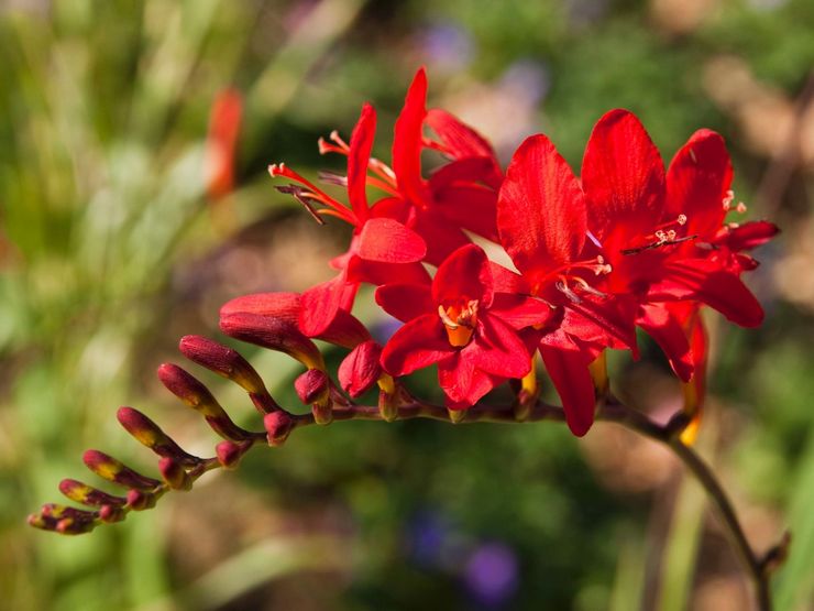 Crocosmia (montbrecia) - plantation et entretien en plein champ. Cultiver la crocosmie à partir de graines. Description, types avec photos