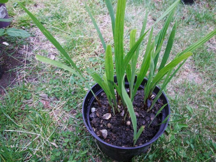 Reproduction de la crocosmie