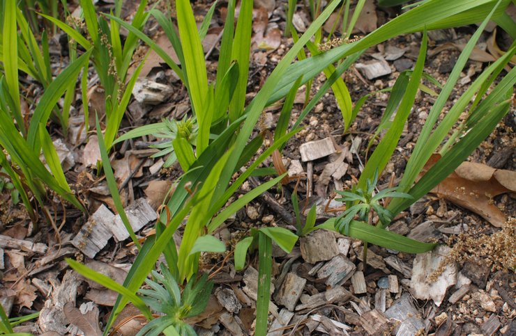 Cultiver de la crocosmie à partir de graines