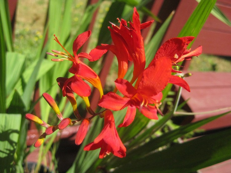 Soins Crocosmia dans le jardin