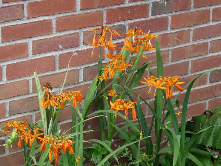 Types et variétés de crocosmie