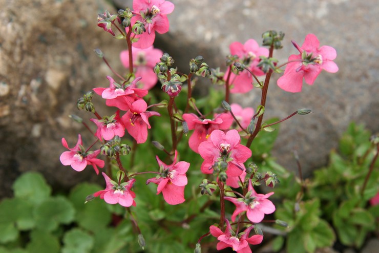 Soins de la diastie dans le jardin