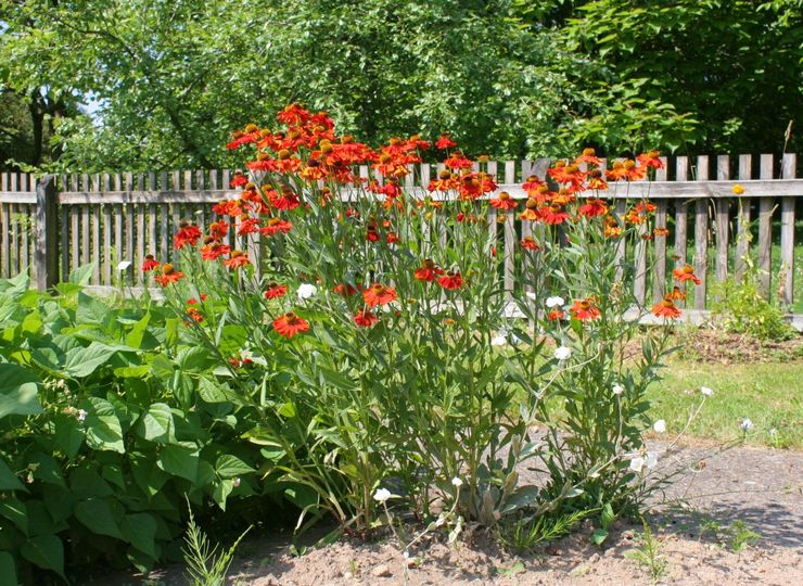 Prendre soin de l'hélénium dans le jardin