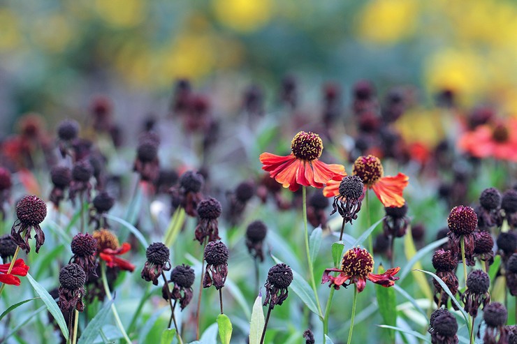 Gelénium après la floraison