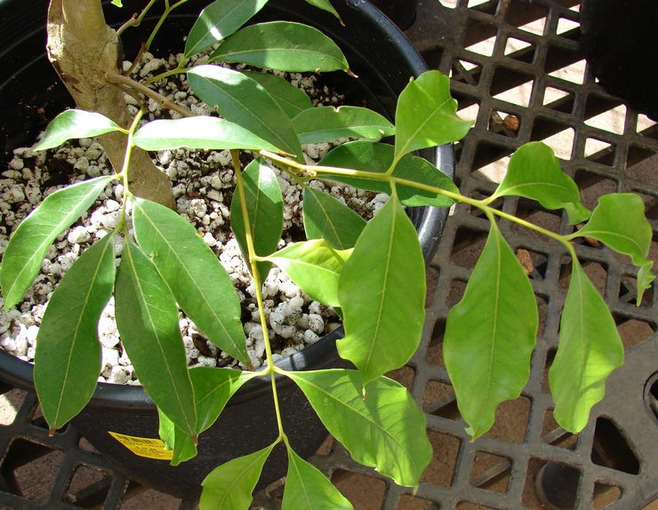 Soins du litchi à domicile