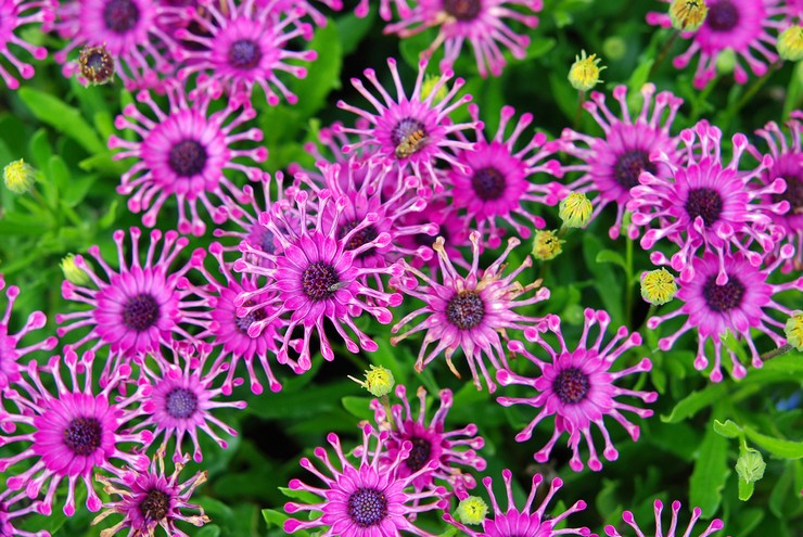 Osteospermum: plantation et entretien en plein champ, poussant à partir de graines