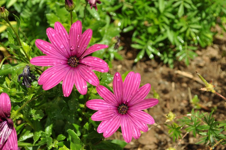 Soins de l'ostéospermum dans le jardin