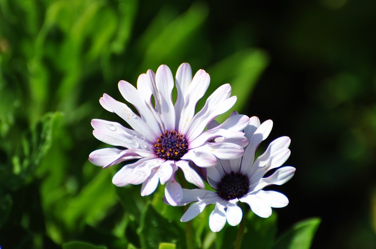 Types et variétés d'ostéospermum