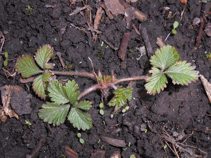 Plantation de Potentilla en pleine terre