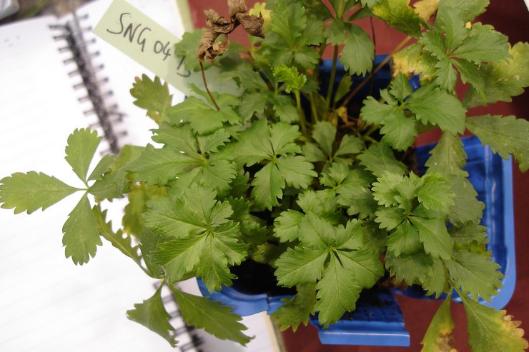 Reproduction de Potentilla