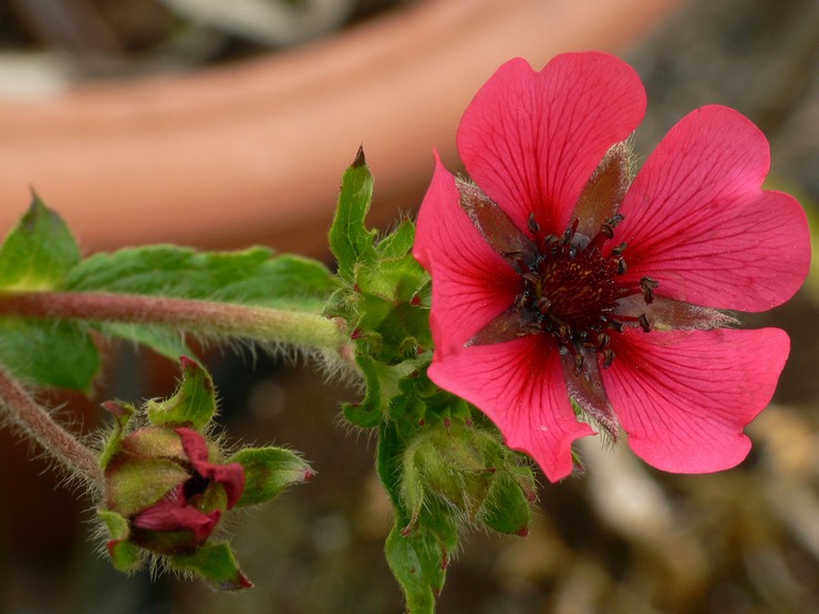 Types et variétés de Potentilla