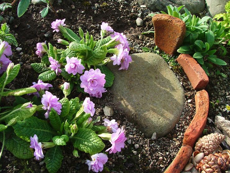 Soins de primevère dans le jardin