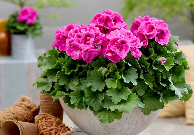 Pelargonium royal: soins à domicile, transplantation et reproduction