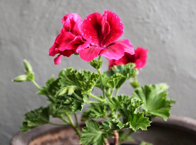 Royal Pelargonium répond bien à un arrosage abondant pendant la floraison