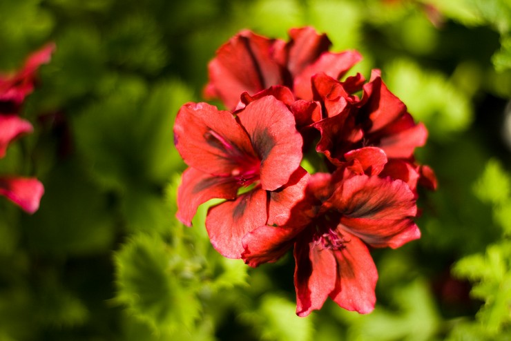 Types et variétés de pélargonium royal